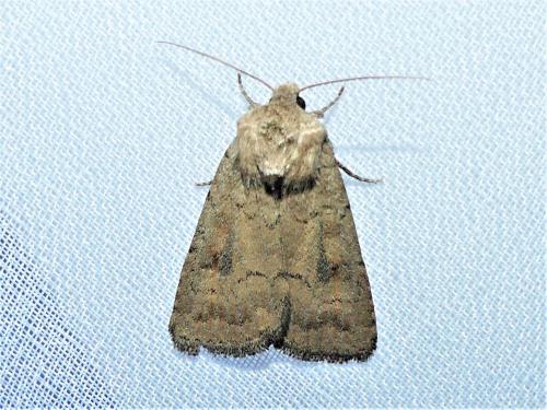 Réf. 308 263 : Caradrina morpheus